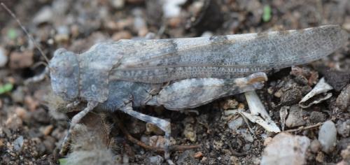 Sphingonotus corsicus